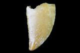 Serrated, Raptor Tooth - Real Dinosaur Tooth #98485-1